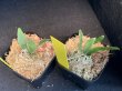 画像3: 【AMAZON】Platycerium Willinckii ’Jade Girl' sp (プラティセリウム・ジェイドガール)2.5号(¥8,000 x 6Pcs)(1.0kg/Case) (3)