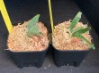 画像2: 【AMAZON】Platycerium Willinckii ’Jade Girl' sp (プラティセリウム・ジェイドガール)2.5号(¥8,000 x 6Pcs)(1.0kg/Case) (2)