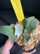 画像4: 【AMAZON】Platycerium Willinckii ’OMG' sp (プラティセリウム・ウィリンキー 'オーエムジー')2.5号(¥12,000 x 2Pcs)(1.0kg/Case) (4)