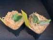 画像3: 【AMAZON】Platycerium Willinckii ’OMG' sp (プラティセリウム・ウィリンキー 'オーエムジー')2.5号(¥12,000 x 2Pcs)(1.0kg/Case) (3)