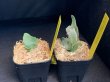画像2: 【AMAZON】Platycerium Willinckii ’OMG' sp (プラティセリウム・ウィリンキー 'オーエムジー')2.5号(¥12,000 x 2Pcs)(1.0kg/Case) (2)