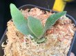 画像4: 【AMAZON】Platycerium Willinckii ’Jade Girl' sp (プラティセリウム・ジェイドガール)2.5号(¥8,000 x 6Pcs)(1.0kg/Case) (4)
