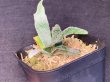画像2: 【AMAZON】Platycerium Willinckii 'Bacteria'(プラティセリウム・ウィリンキー 'バクテリア')2.5号(¥8,000 x 2Pcs)(1.0kg/Case) (2)