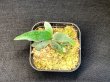画像1: 【AMAZON】Platycerium Willinckii 'Bacteria'(プラティセリウム・ウィリンキー 'バクテリア')2.5号(¥8,000 x 2Pcs)(1.0kg/Case) (1)