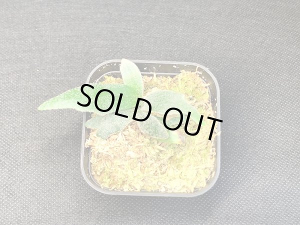 画像1: 【AMAZON】Platycerium Willinckii 'Bacteria'(プラティセリウム・ウィリンキー 'バクテリア')2.5号(¥8,000 x 2Pcs)(1.0kg/Case) (1)