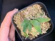 画像3: 【AMAZON】Platycerium Willinckii 'Bacteria'(プラティセリウム・ウィリンキー 'バクテリア')2.5号(¥8,000 x 2Pcs)(1.0kg/Case) (3)