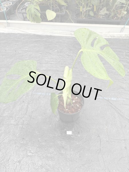 画像1: 【AMAZON】Monstera Deliciosa Sierrana (モンステラ デリシオーサ シエラナ 4.0号(¥8,000 x 3Pc)  (1)