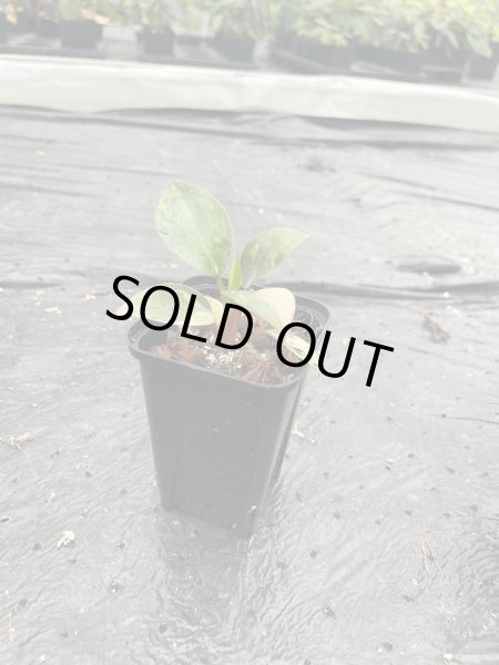 画像1: 【Plants Mafia】Philodendron Red Congo Variegated   (フィロデンドロン レッドコンゴ バリエガータ ) 3.0号 (¥15,000 x 3Pcs) (1)