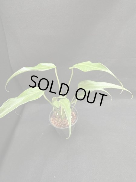 画像1: 【AMAZON】Monstera Burle Marx Flame M (モンステラ バールマルクス フレームM) 4.0号(¥20,000 x 2Pc)  (1)