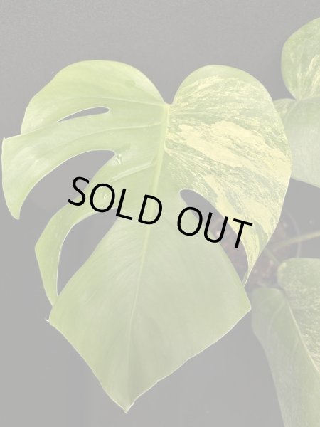 画像1: 【AMAZON】Monstera Borsigiana Aurea　3~4枚葉 (モンステラ ボルシギアナ オーレア) 5.0号(¥20,000 x 2Pc)  (1)