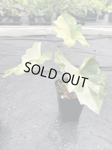画像1: 【Plants Mafia】Philodendron Selloum Variegated (フィロデンドロン セローム バリエガータ ) 3.0号 (¥15,000 x 3Pcs) (1)