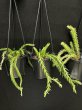 画像3: Phlegmariurus(Huperzia) Mix Mini(フレグマリウルス・ミックス ミニ 3.5号)(¥1,800 x 8Pcs)(3.0kg/Case) (3)