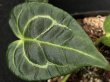 画像3: 【AMAZON】Anthurium Regale (アンスリウム・レガレ ) 3.0号　(¥6,800x 8Pcs)(3.0kg/Case)　★New (3)