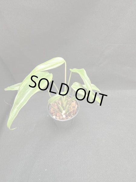 画像1: 【AMAZON】Monstera Burle Marx Flame S (モンステラ バールマルクス フレームS) 4.0号(¥15,000 x 3Pc)  (1)