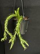 画像4: Phlegmariurus(Huperzia) Mix Mini(フレグマリウルス・ミックス ミニ 3.5号)(¥1,800 x 8Pcs)(3.0kg/Case) (4)