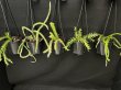 画像1: Phlegmariurus(Huperzia) Mix Mini(フレグマリウルス・ミックス ミニ 3.5号)(¥1,800 x 8Pcs)(3.0kg/Case) (1)