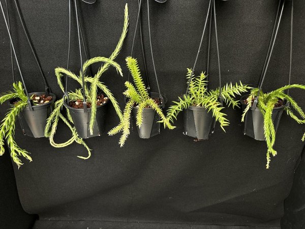 画像1: Phlegmariurus(Huperzia) Mix Mini(フレグマリウルス・ミックス ミニ 3.5号)(¥1,800 x 8Pcs)(3.0kg/Case) (1)