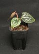 画像1: 【AMAZON】Anthurium Luxurians (アンスリウム・ルクスリアンス 3.0号 )(¥8,000x 4Pcs)(3.0kg/Case) (1)