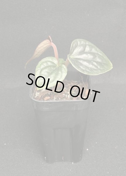 画像1: 【AMAZON】Anthurium Luxurians (アンスリウム・ルクスリアンス 3.0号 )(¥8,000x 4Pcs)(3.0kg/Case) (1)