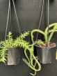 画像2: Phlegmariurus(Huperzia) Mix Mini(フレグマリウルス・ミックス ミニ 3.5号)(¥1,800 x 8Pcs)(3.0kg/Case) (2)