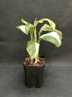 画像2: 【AMAZON】Monstera Lechleriana Variegated   (モンステラ　レクレリアナ　バリエガータ) 3.5号(¥4,000 x 6Pc)  (2)
