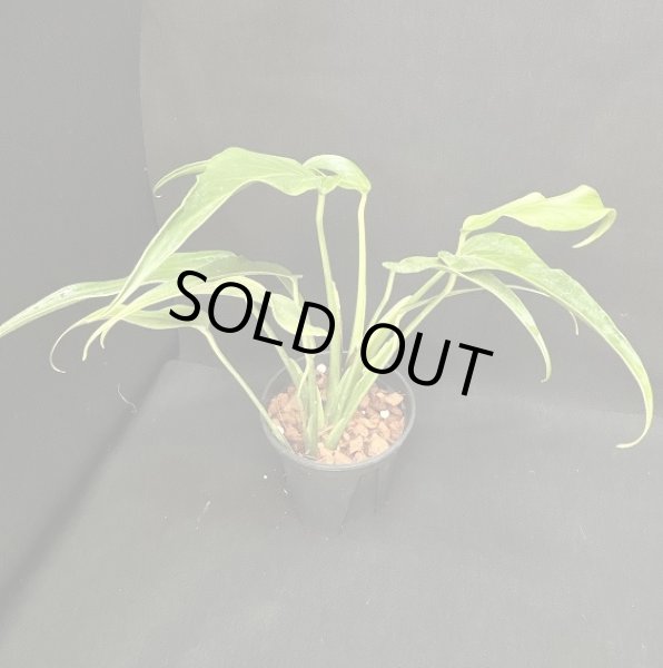 画像1: 【AMAZON】Monstera Burle Marx Flame L (モンステラ バールマルクス フレームL) 2.0号(¥25,000 x 2Pc)  (1)