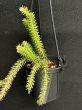 画像5: Phlegmariurus(Huperzia) Mix Mini(フレグマリウルス・ミックス ミニ 3.5号)(¥1,800 x 8Pcs)(3.0kg/Case) (5)