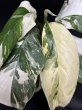 画像3: 【AMAZON】Monstera Lechleriana Variegated   (モンステラ　レクレリアナ　バリエガータ) 3.5号(¥4,000 x 6Pc)  (3)