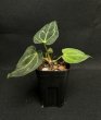 画像1: 【AMAZON】Anthurium Regale (アンスリウム・レガレ ) 3.0号　(¥6,800x 8Pcs)(3.0kg/Case)　★New (1)