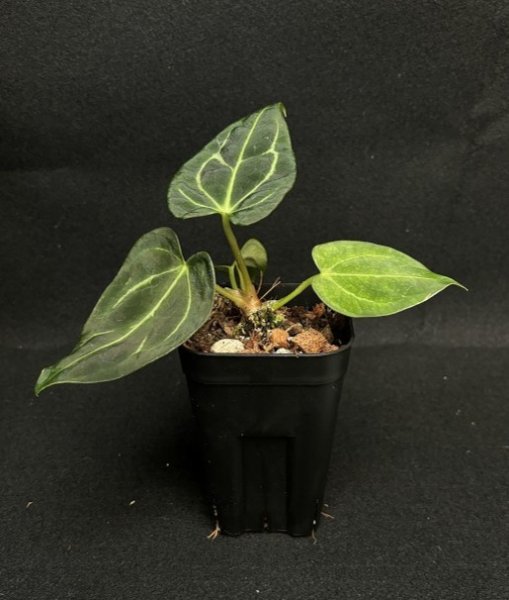 画像1: 【AMAZON】Anthurium Regale (アンスリウム・レガレ ) 3.0号　(¥6,800x 8Pcs)(3.0kg/Case)　★New (1)