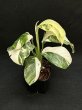 画像1: 【AMAZON】Monstera Lechleriana Variegated   (モンステラ　レクレリアナ　バリエガータ) 3.5号(¥4,000 x 6Pc)  (1)