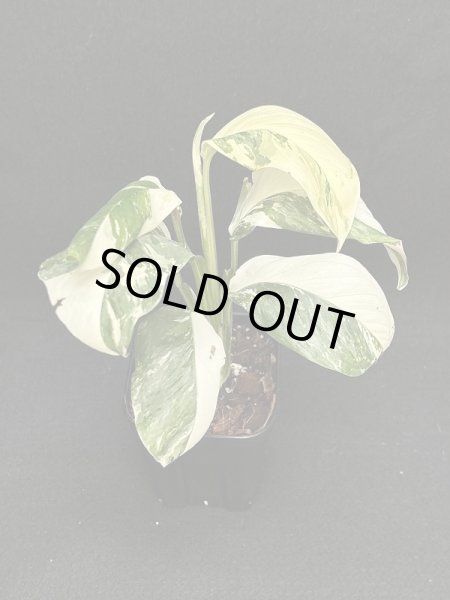 画像1: 【AMAZON】Monstera Lechleriana Variegated   (モンステラ　レクレリアナ　バリエガータ) 3.5号(¥4,000 x 6Pc)  (1)