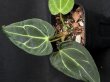 画像2: 【AMAZON】Anthurium Regale (アンスリウム・レガレ ) 3.0号　(¥6,800x 8Pcs)(3.0kg/Case)　★New (2)