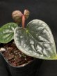 画像3: 【AMAZON】Anthurium Luxurians (アンスリウム・ルクスリアンス 3.0号 )(¥8,000x 4Pcs)(3.0kg/Case) (3)
