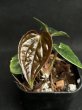画像2: 【AMAZON】Anthurium Luxurians (アンスリウム・ルクスリアンス 3.0号 )(¥8,000x 4Pcs)(3.0kg/Case) (2)