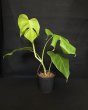 画像2: 【AMAZON】Monstera Deliciosa Sierrana (モンステラ デリシオーサ シエラナ 5.0号(¥8,000 x 3Pc)  (2)