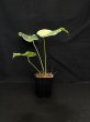 画像2: 【AMAZON】Monstera deliciosa Thai Constellation(モンステラ デリシオーサ タイコンステレーション) 3.5号(¥3,300 x 12Pcs)  (2)