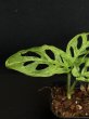 画像4: 【AMAZON】Monstera Adansonii Laniata Mottled Mint  (モンステラ アダンソニー ラニアータ モットルド ミント) 3.0号(¥4,000 x 4Pcs)  (4)