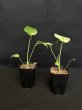 画像3: 【AMAZON】Monstera Deliciosa White Monster (モンステラ デリシオーサ ホワイトモンスター) 3.0号(¥15,000 x 3Pc)  (3)