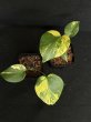 画像3: 【AMAZON】Monstera Deliciosa Yellow Marilyn (モンステラ デリシオーサ イエローマリリン) 3.0号(¥15,000 x 3Pc)  (3)