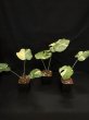 画像4: 【AMAZON】Monstera deliciosa Thai Constellation(モンステラ デリシオーサ タイコンステレーション) 3.5号(¥3,300 x 12Pcs)  (4)