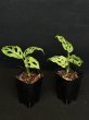 画像1: 【AMAZON】Monstera Adansonii Laniata Mottled Mint  (モンステラ アダンソニー ラニアータ モットルド ミント) 3.0号(¥4,000 x 4Pcs)  (1)