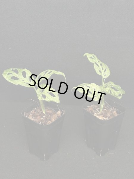 画像1: 【AMAZON】Monstera Adansonii Laniata Mottled Mint  (モンステラ アダンソニー ラニアータ モットルド ミント) 3.0号(¥4,000 x 4Pcs)  (1)