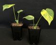画像2: 【AMAZON】Monstera Deliciosa Yellow Marilyn (モンステラ デリシオーサ イエローマリリン) 3.0号(¥15,000 x 3Pc)  (2)
