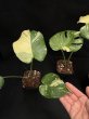 画像3: 【AMAZON】Monstera deliciosa Thai Constellation(モンステラ デリシオーサ タイコンステレーション) 3.5号(¥3,300 x 12Pcs)  (3)