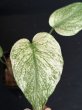 画像1: 【AMAZON】Monstera Deliciosa White Monster (モンステラ デリシオーサ ホワイトモンスター) 3.0号(¥15,000 x 3Pc)  (1)