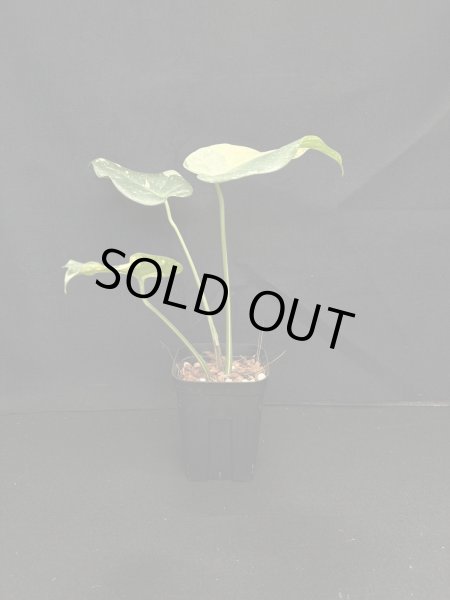 画像1: 【AMAZON】Monstera deliciosa Thai Constellation(モンステラ デリシオーサ タイコンステレーション) 3.0号(¥2,000 x 12Pcs)  (1)