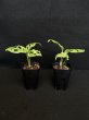画像2: 【AMAZON】Monstera Adansonii Laniata Mottled Mint  (モンステラ アダンソニー ラニアータ モットルド ミント) 3.0号(¥4,000 x 4Pcs)  (2)