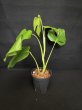 画像3: 【AMAZON】Monstera Deliciosa Sierrana (モンステラ デリシオーサ シエラナ 5.0号(¥8,000 x 3Pc)  (3)