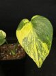 画像4: 【AMAZON】Monstera Deliciosa Yellow Marilyn (モンステラ デリシオーサ イエローマリリン) 3.0号(¥15,000 x 3Pc)  (4)